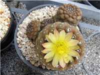 765d4bbe-Copiapoa barquitensis.JPG